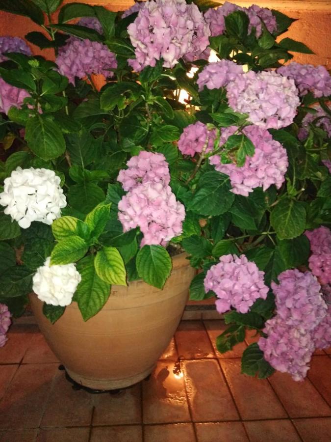 La Fenice Montefiascone Dış mekan fotoğraf